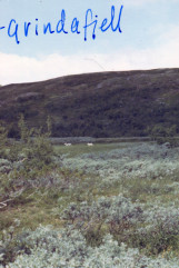 ReinsdyrUnderGrindafjell