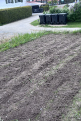 Rødbeter måtte plantes pånytt